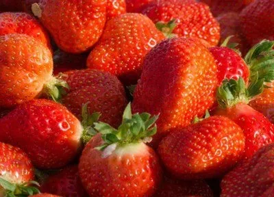 イチゴ狩り<br>粒が大きく、甘みのある国産イチゴ「あまおう」のイチゴ狩りができる農園が、糸島に数カ所点在しています。