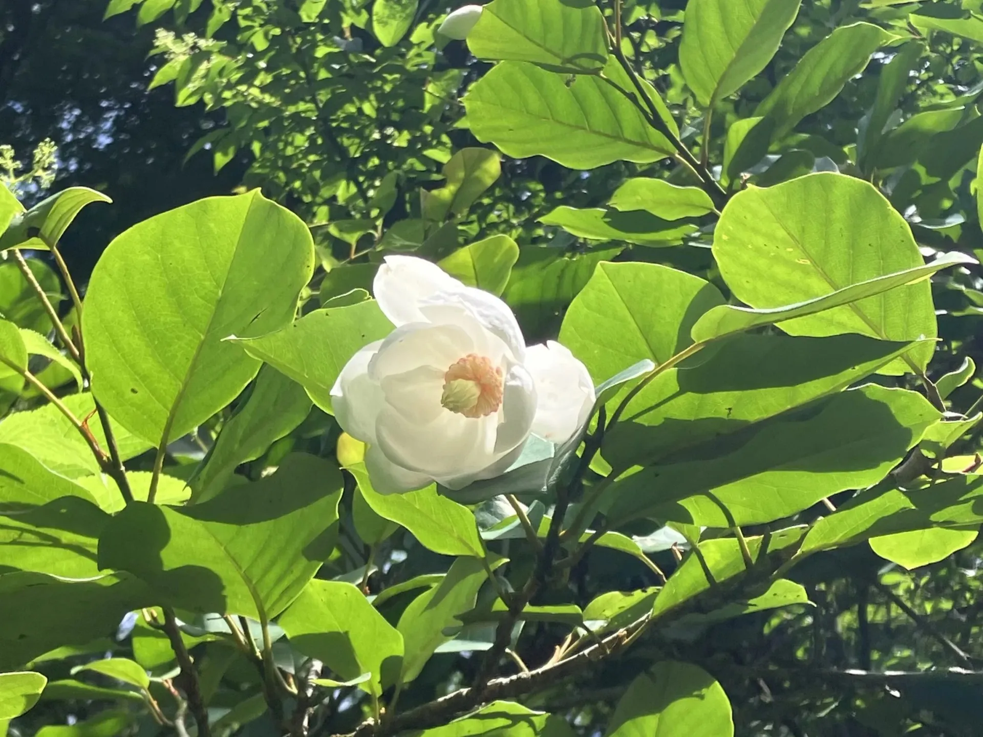 初夏の花<br>オオヤマレンゲ