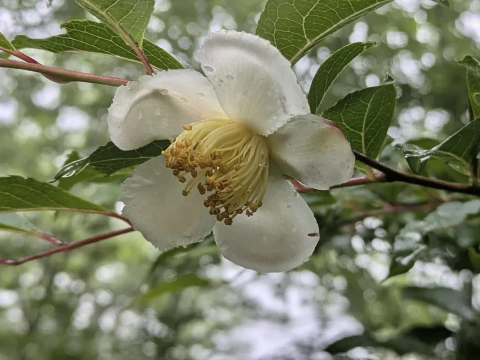 初夏の花<br>英彦山固有種 ヒコサンヒメシャラ