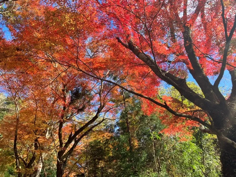 秋の英彦山<br>英彦山は福岡県の紅葉名所としても知られています。