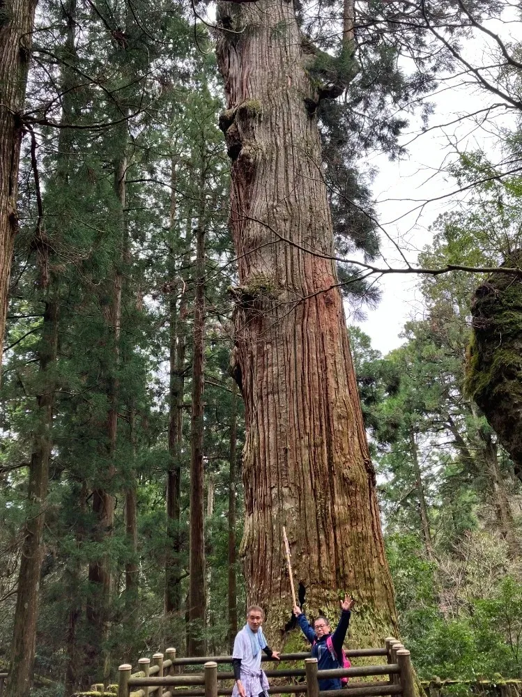 鬼杉<br>樹齢推定1200年、国の天然記念物、幹周囲12.4m