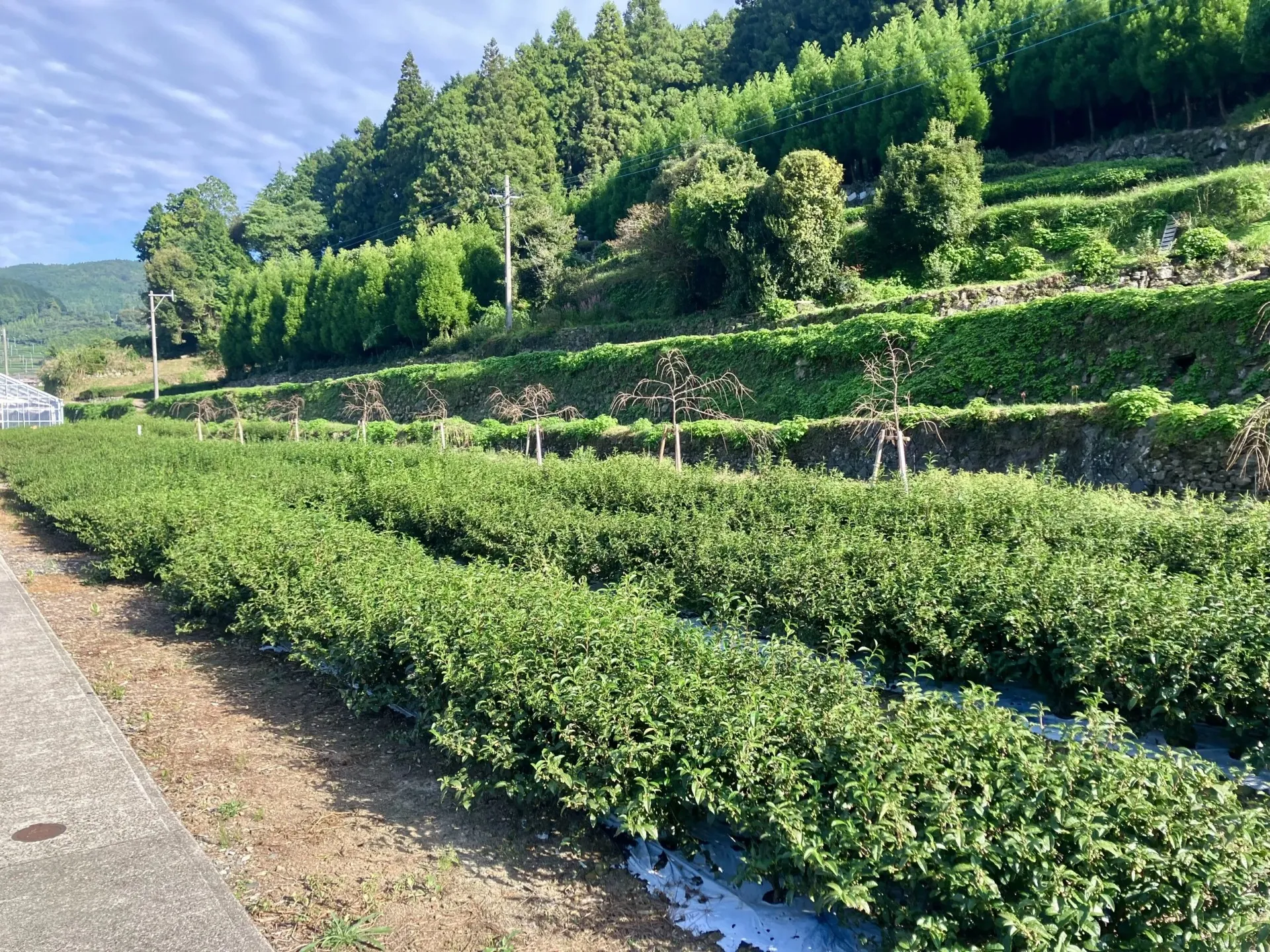 交流館の茶畑