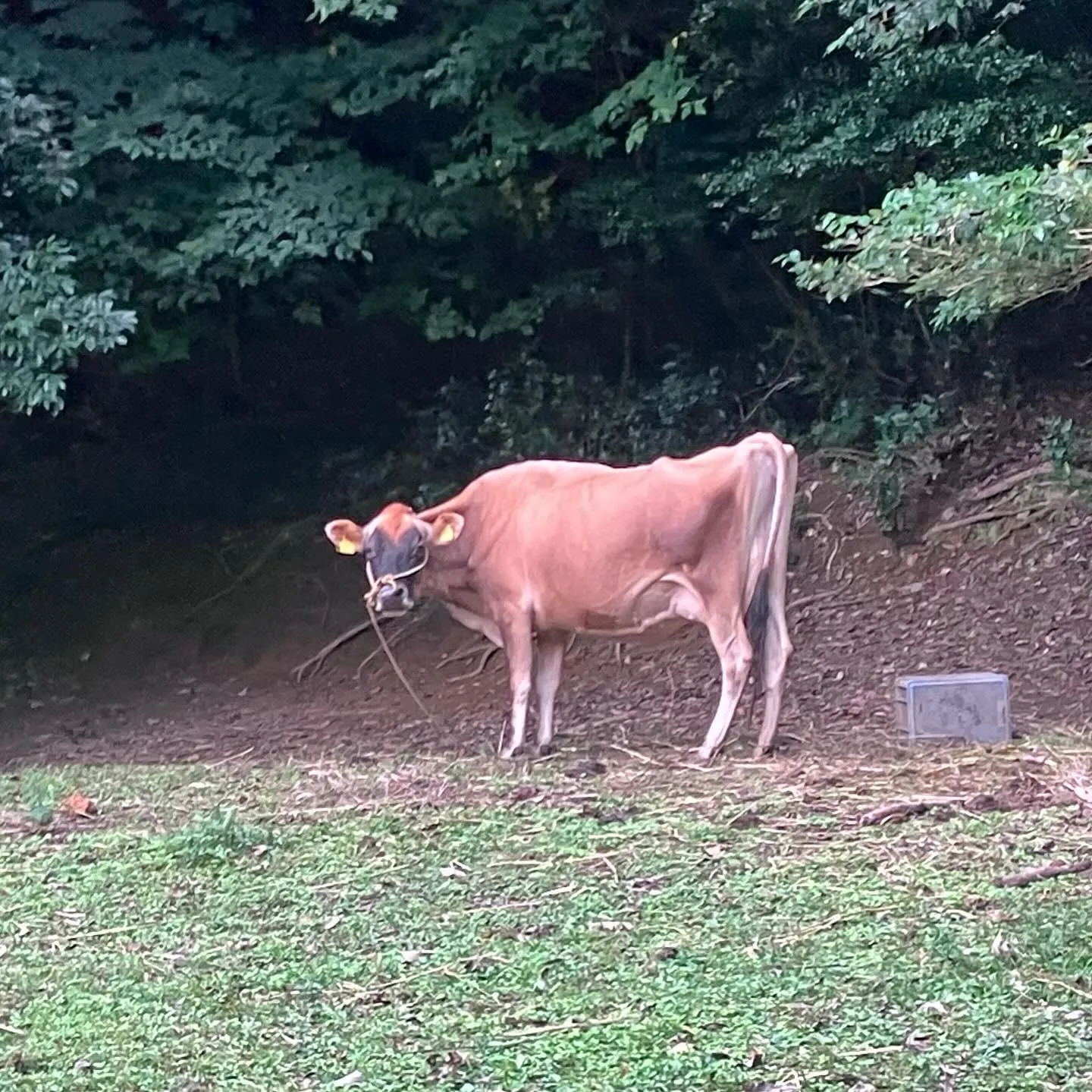 薩摩半島最終日は南九州の古代山岳信仰発祥の山 冠岳🙏