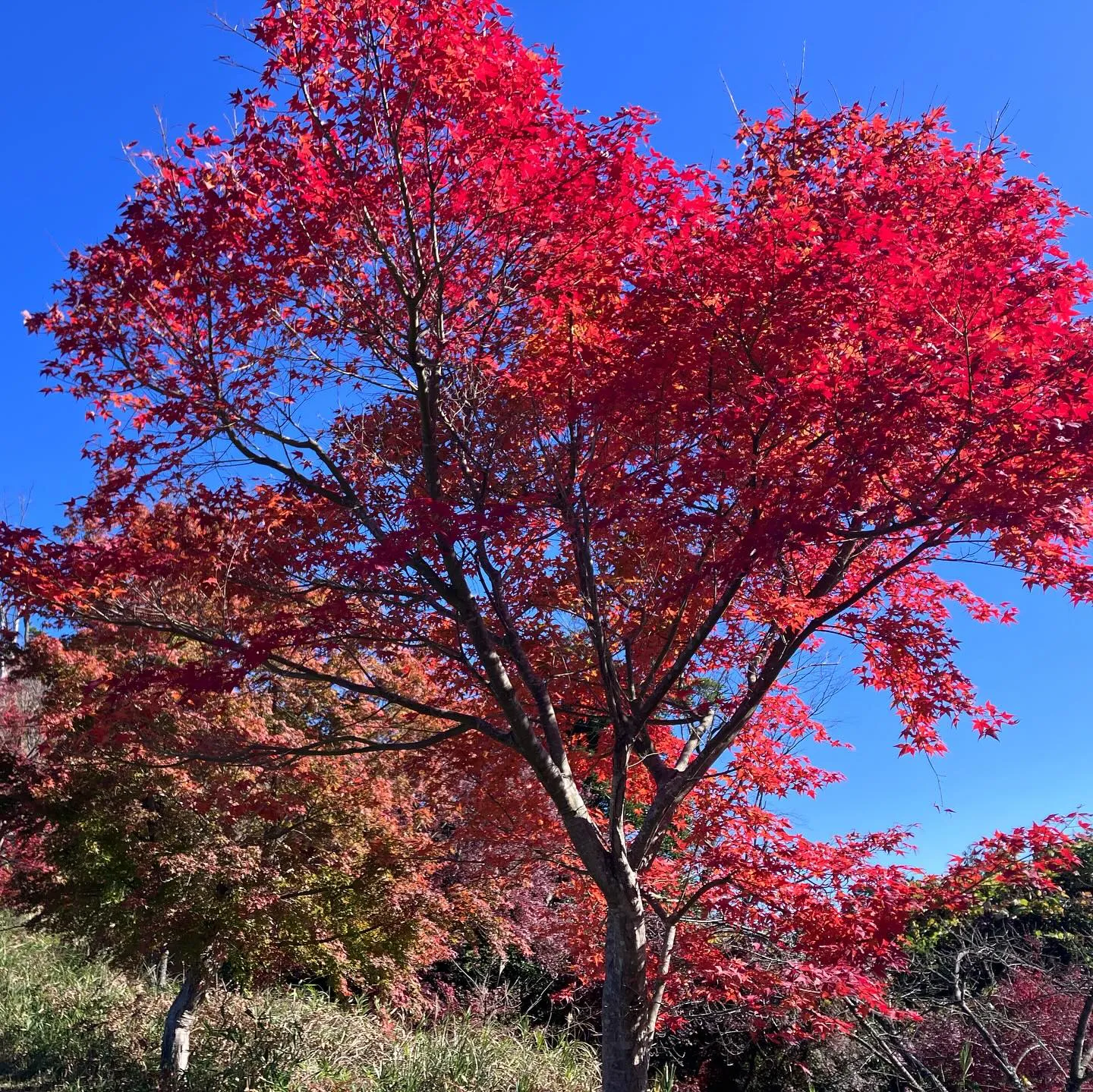 個人オーナーが開放されている素晴らしい山 牧ノ城✨
