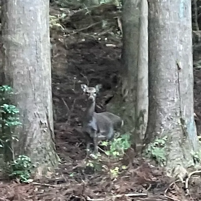 大分県佐伯市の藤河内渓谷✨