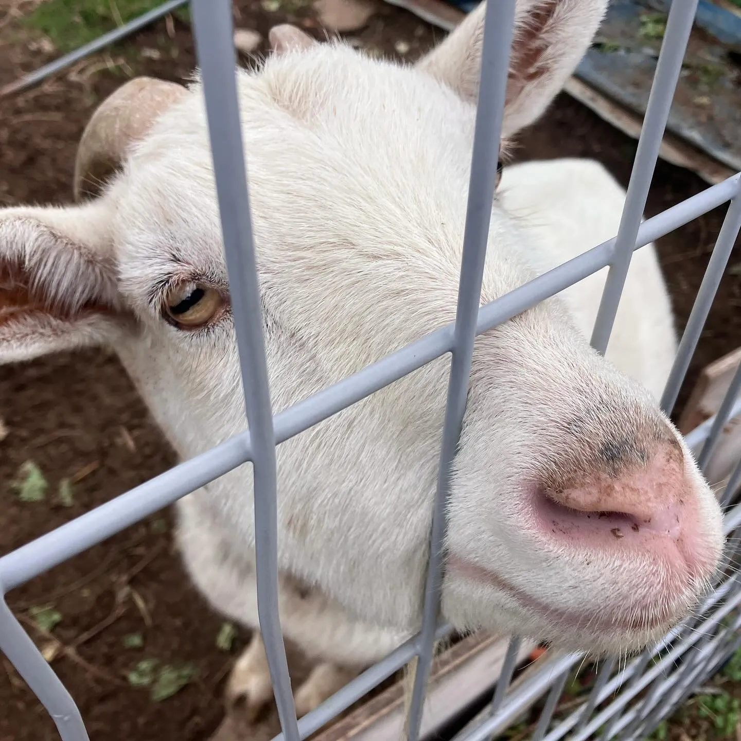 メイちゃん🐐に会いに立花山登山口へ🚙