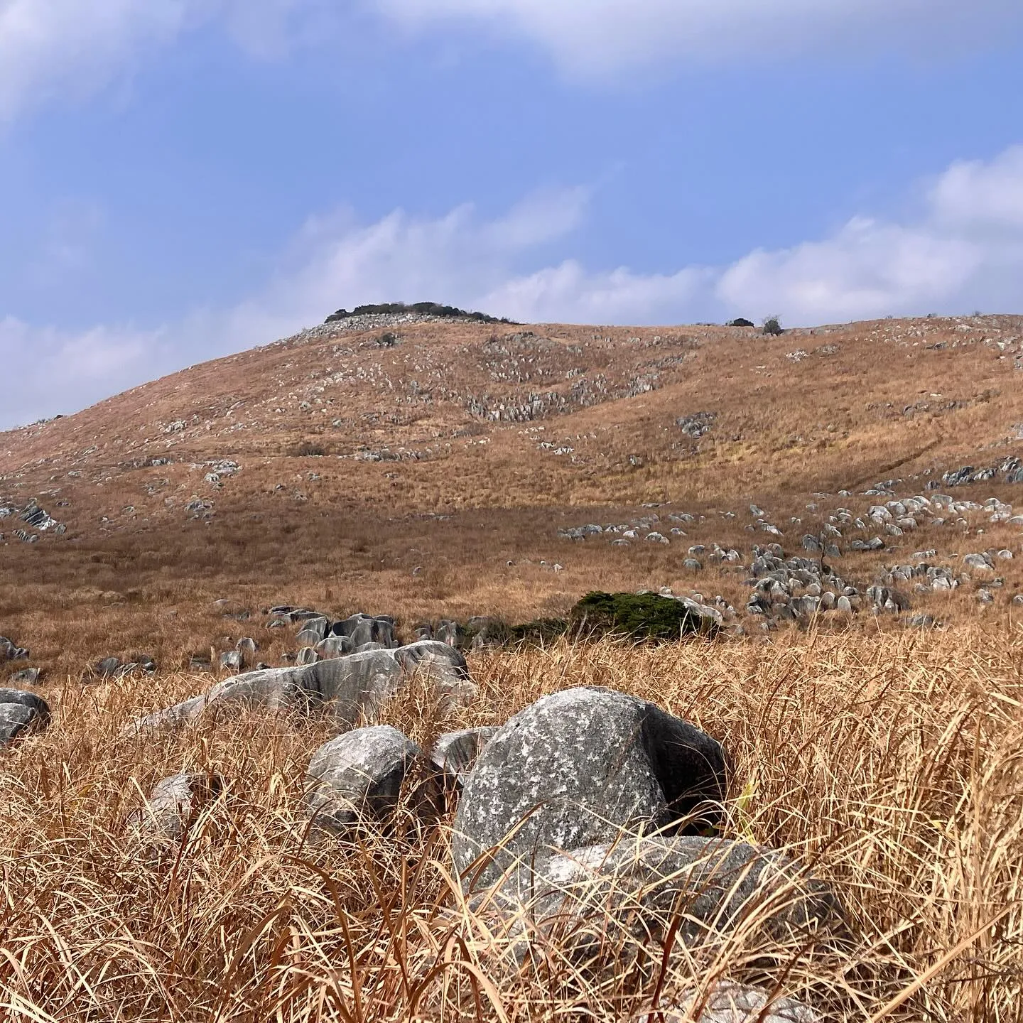日本三大カルスト 平尾台を散歩🚶‍➡️