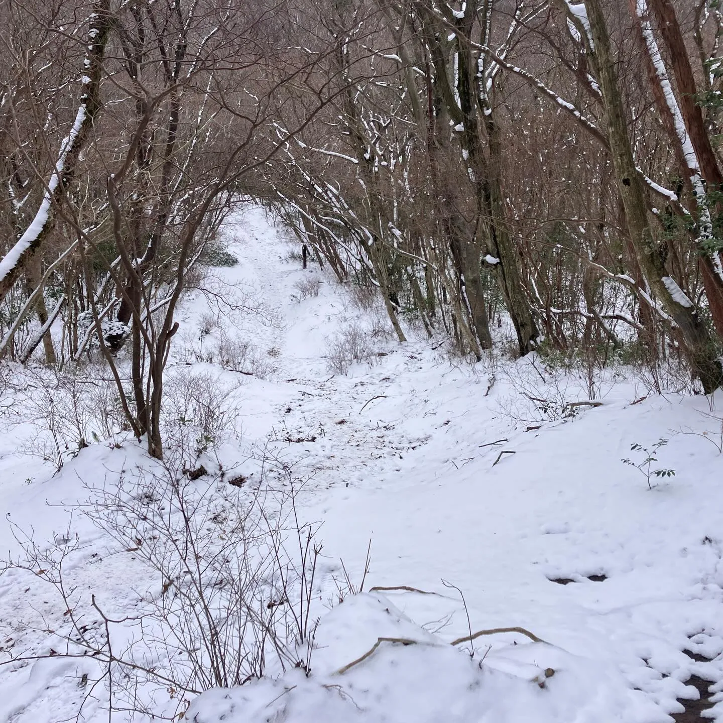 1/4 毎年恒例の難所ヶ滝氷瀑をチェック👀