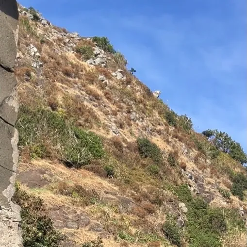 某機関からの調査依頼を受けて登りましたが、過去に確認出来る写...