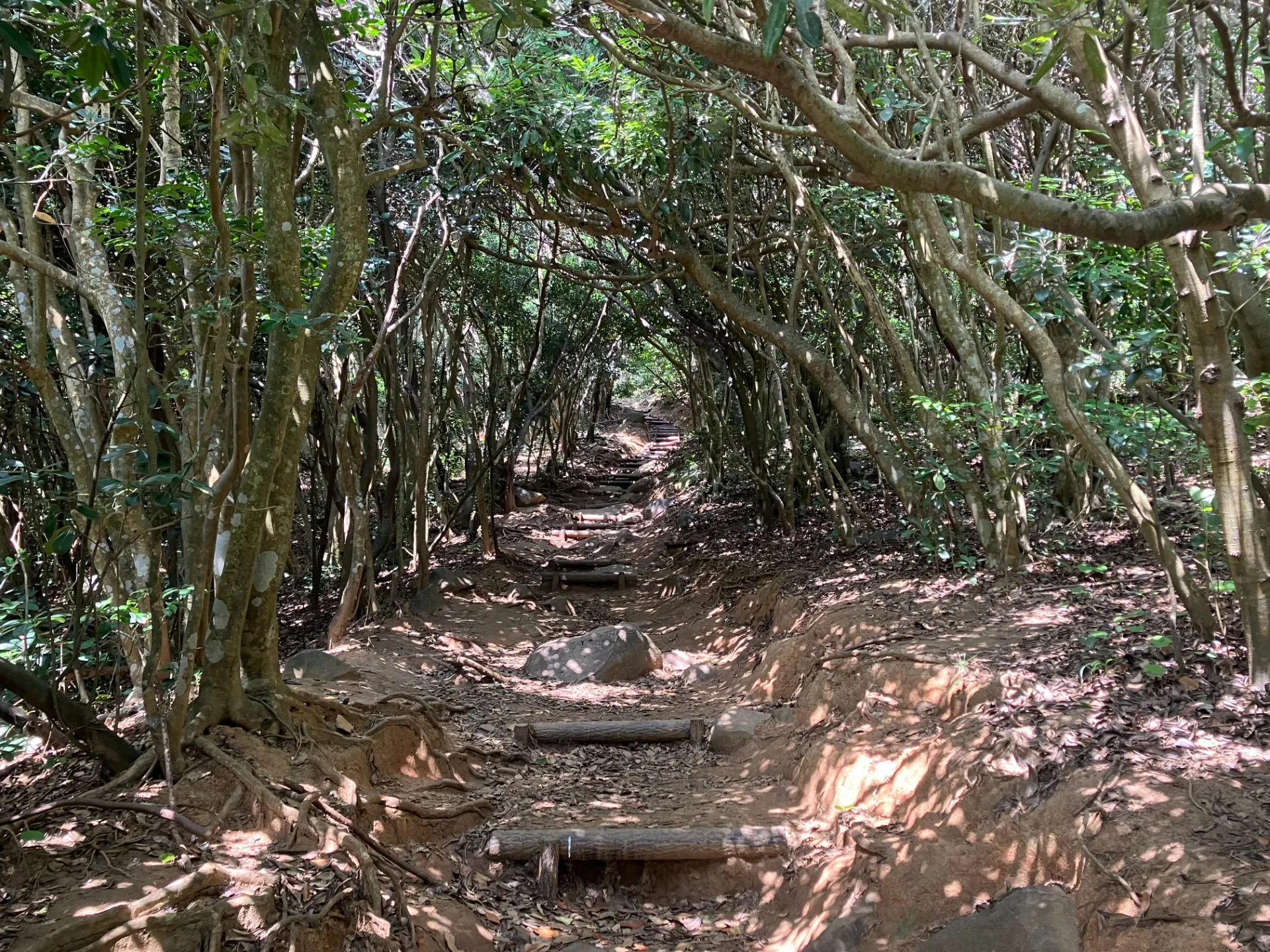 芥屋の大門公園トトロの森