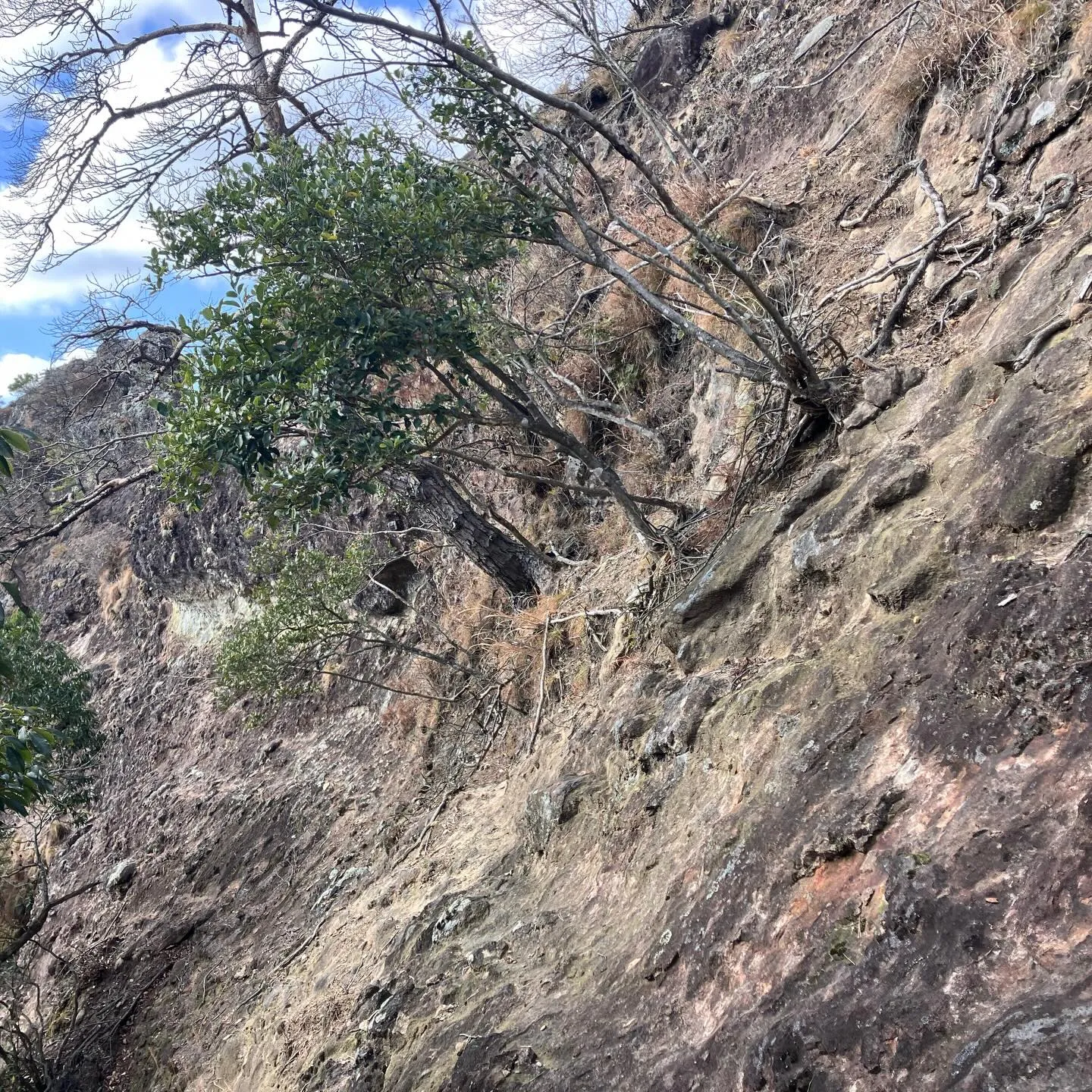 国東半島の鬼城👹は、人が滅多に登らない岩峰⛰️