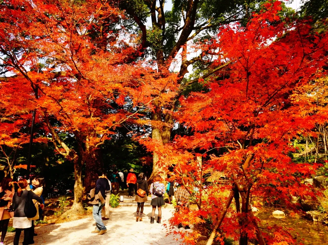 宝満竈門神社の紅葉