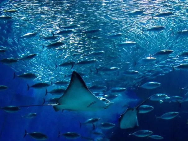 志賀島一周＆マリンワールド海の中道入場券付き・ガイド付き貸切ハイヤー利用