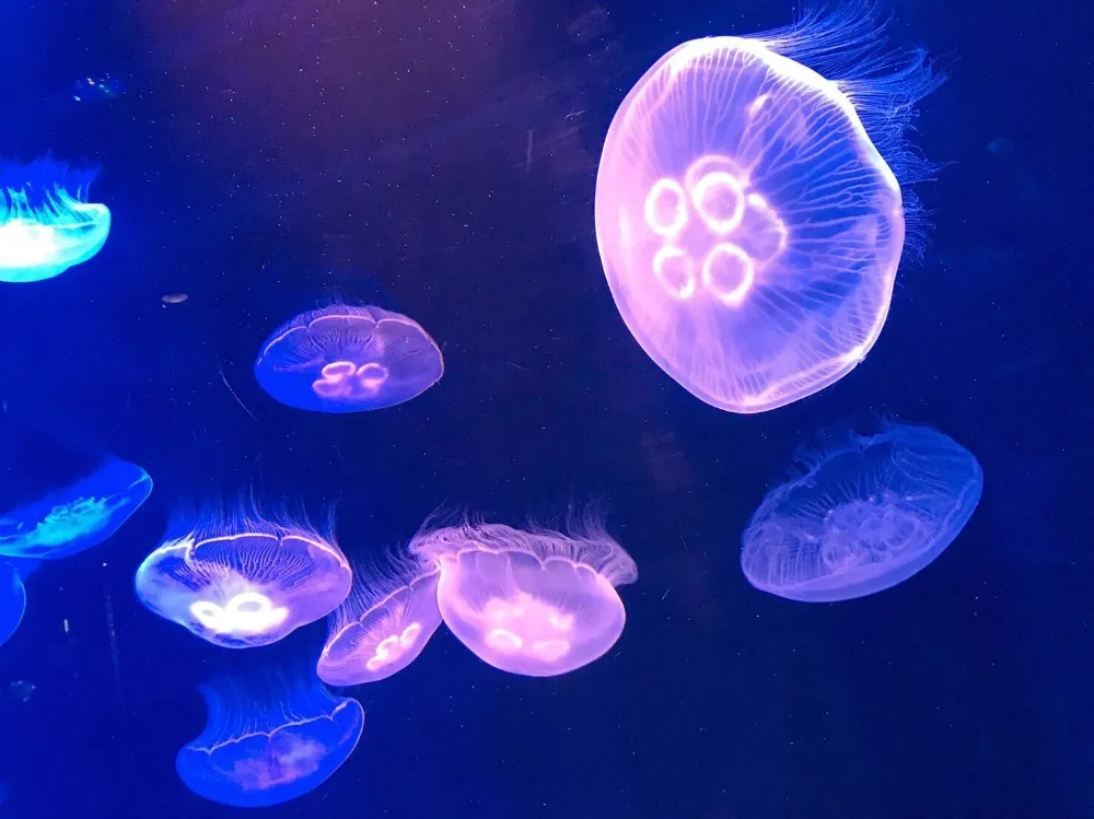 マリンワールド海の中道