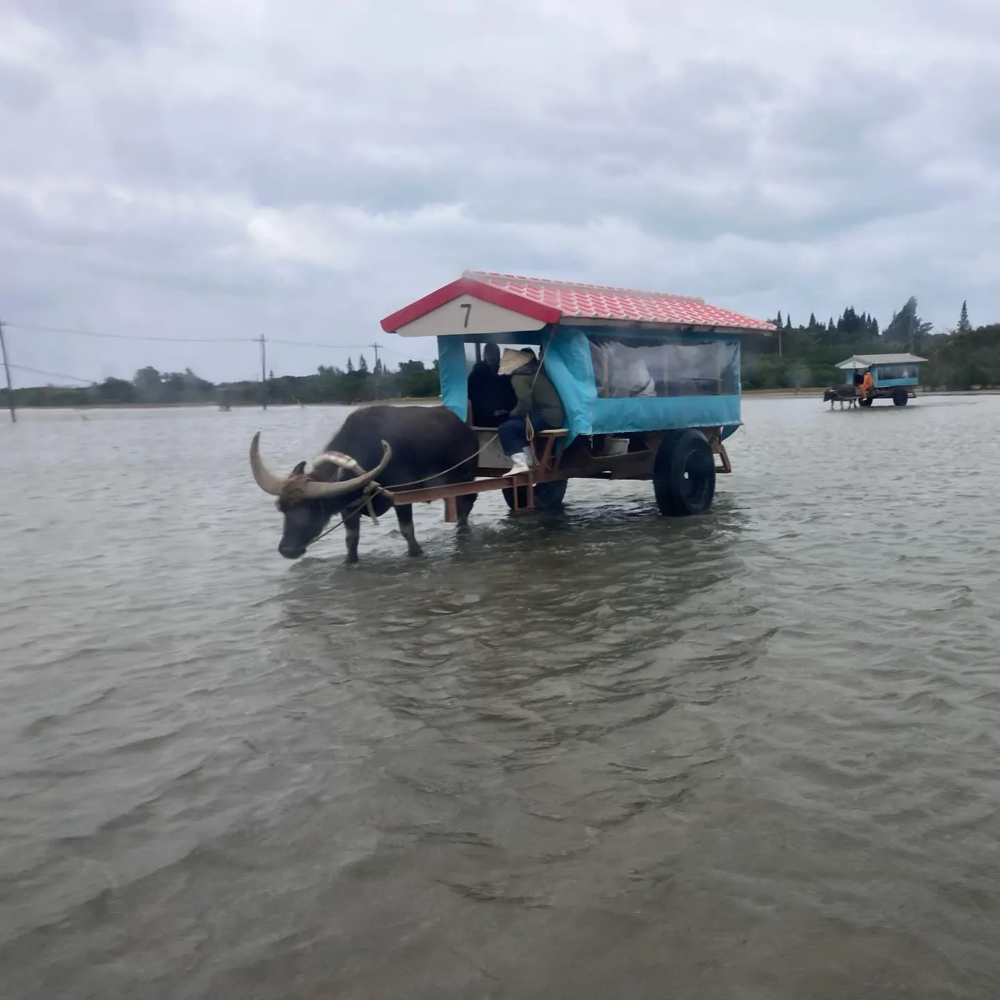 西表島から由布島へは水牛さんにお任せ🐃