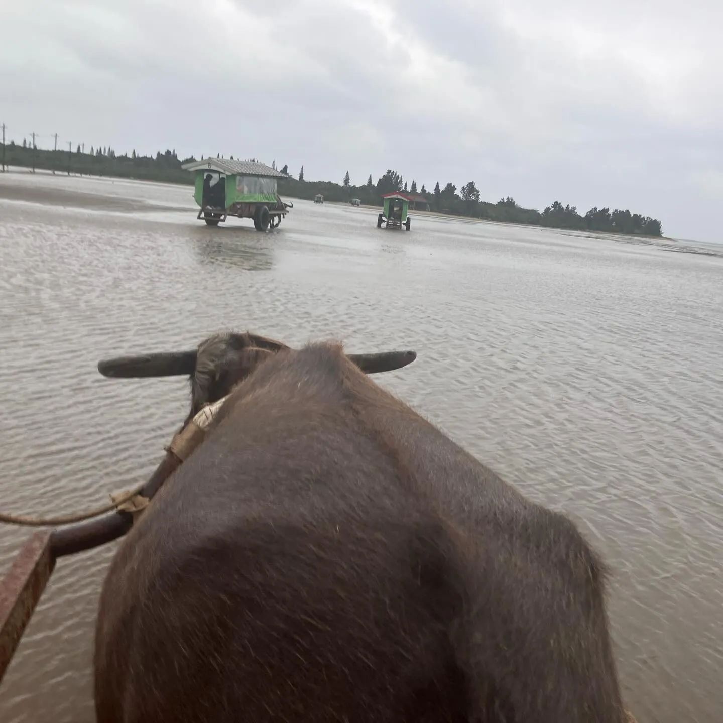 西表島から由布島へは水牛さんにお任せ🐃