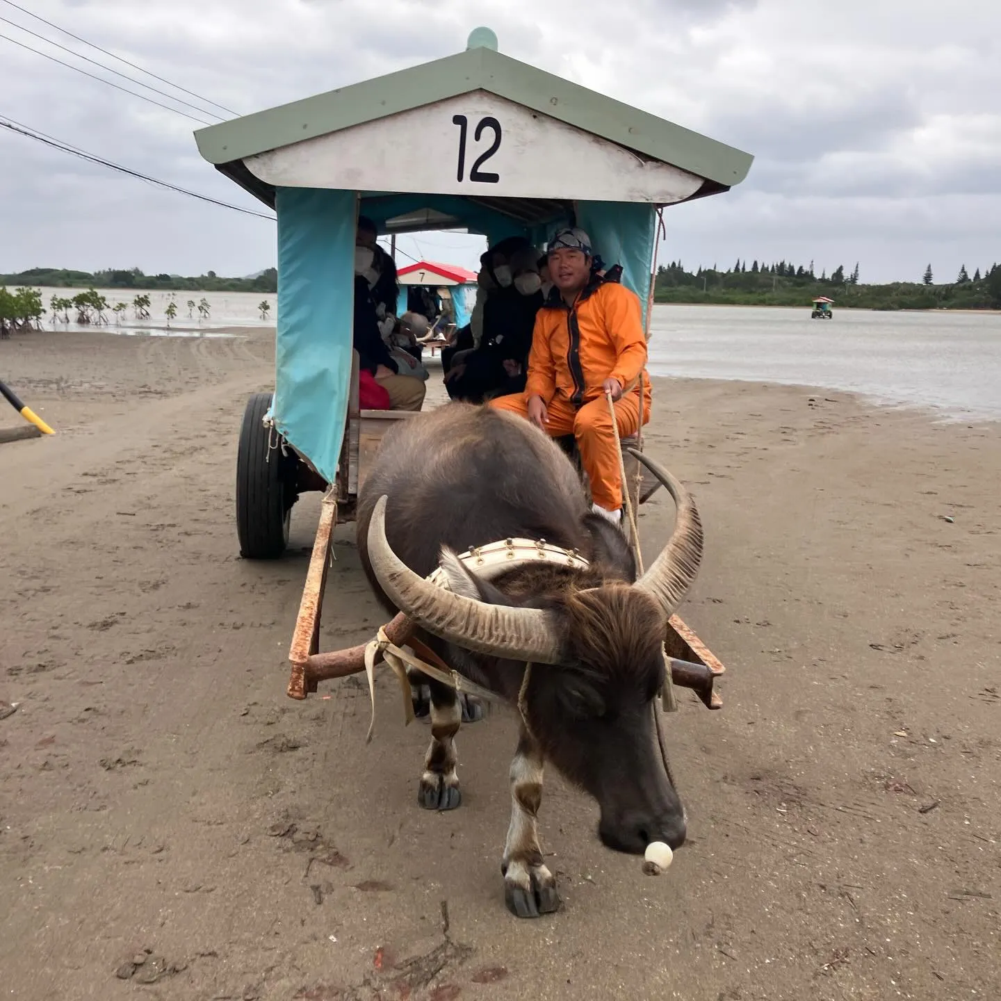 西表島から由布島へは水牛さんにお任せ🐃