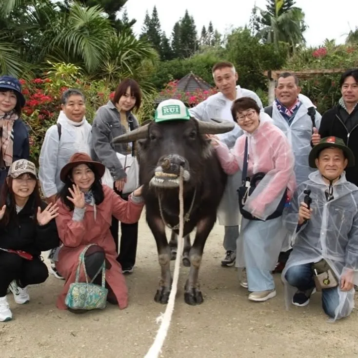 西表島から水牛さんに運んで貰った由布島🏝️