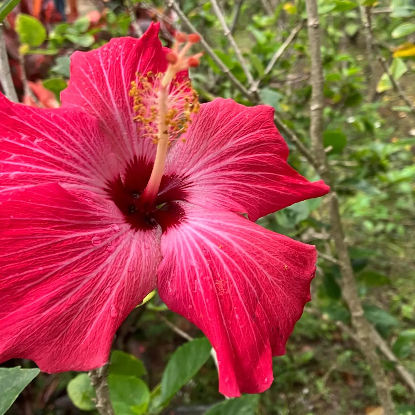 西表島から水牛さんに運んで貰った由布島🏝️