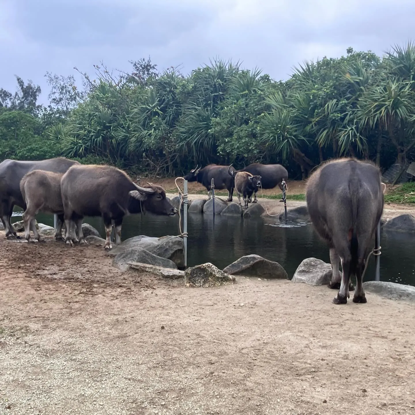 西表島から水牛さんに運んで貰った由布島🏝️