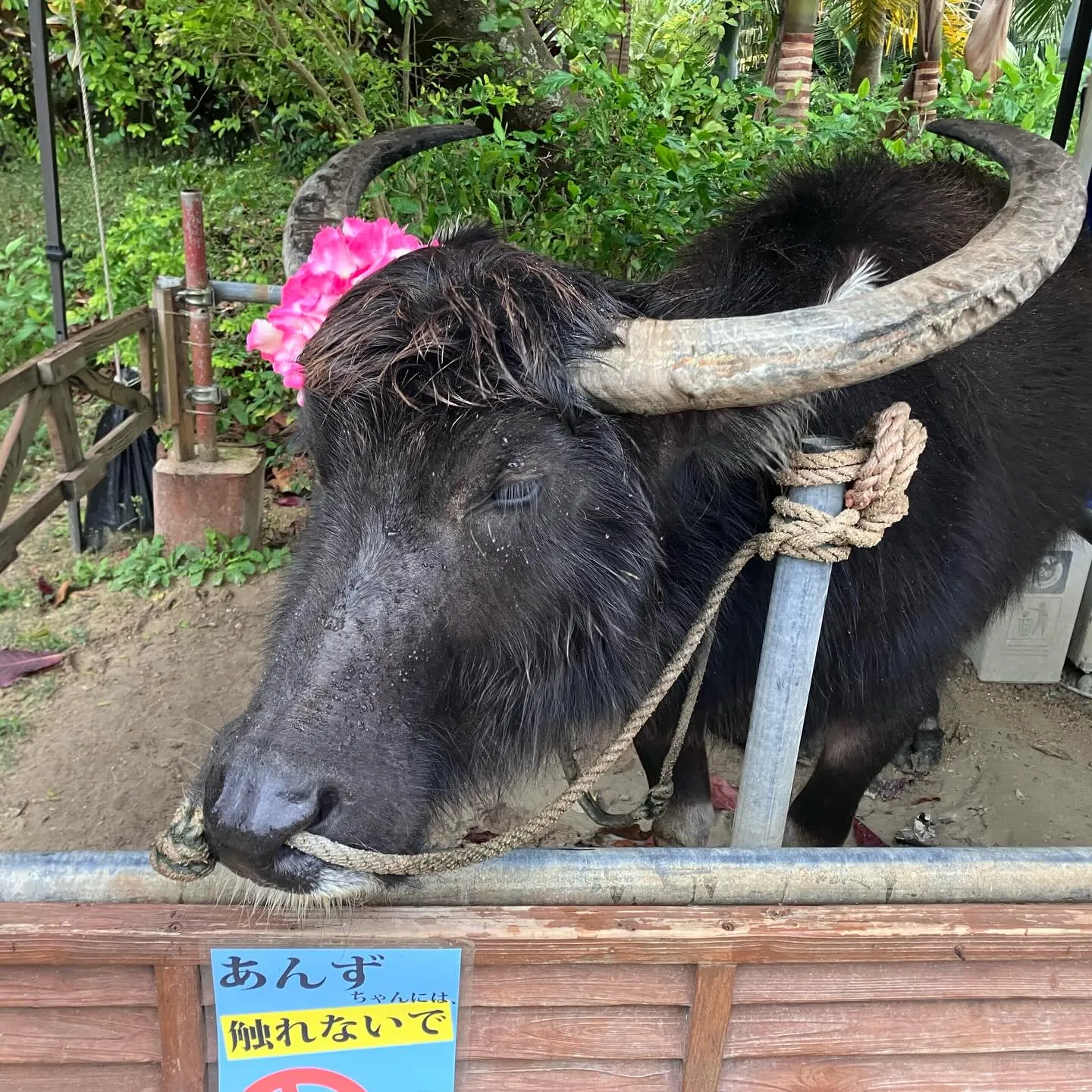 西表島から水牛さんに運んで貰った由布島🏝️