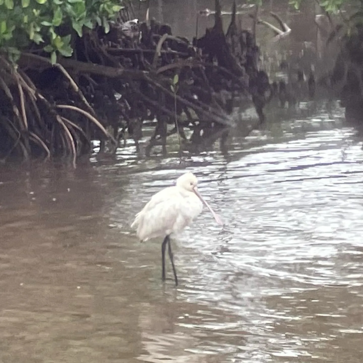 西表島の仲間川マングローブクルーズ🛳️