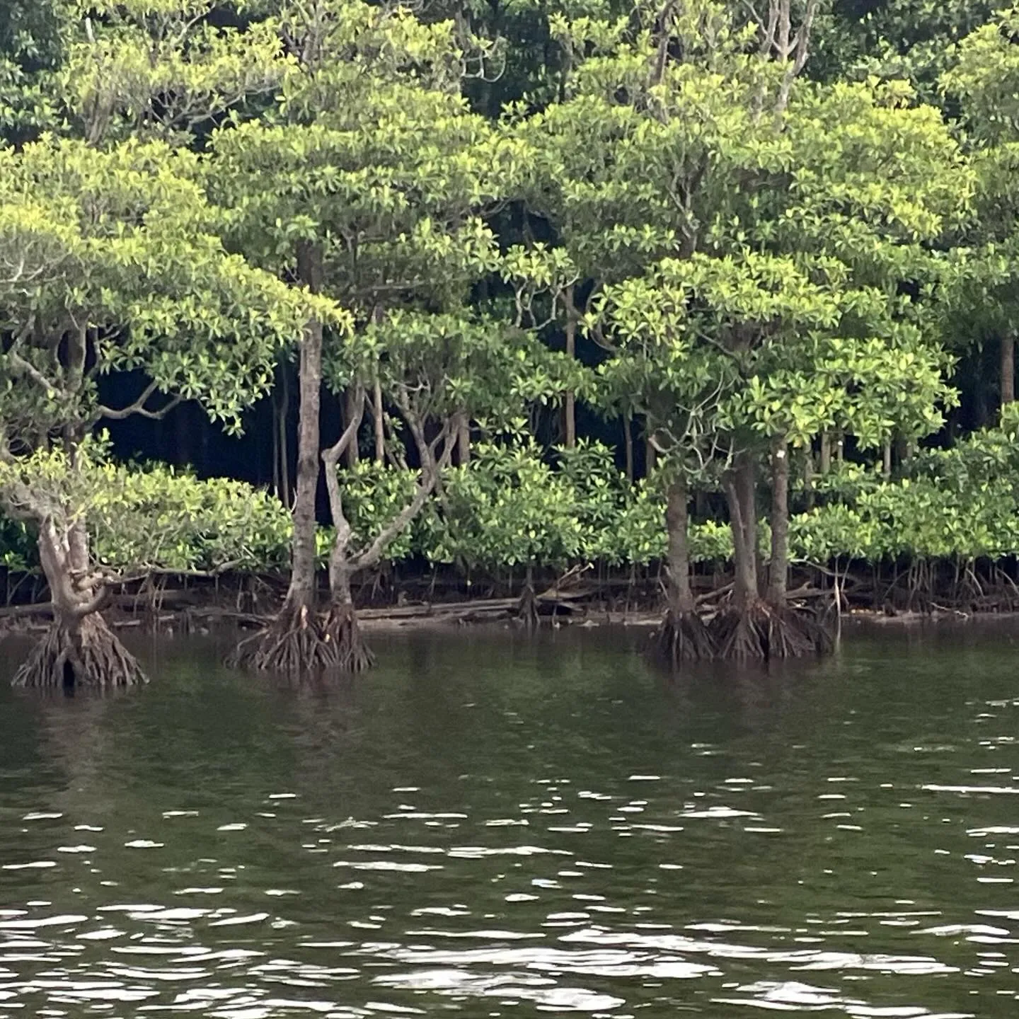 西表島の仲間川マングローブクルーズ🛳️