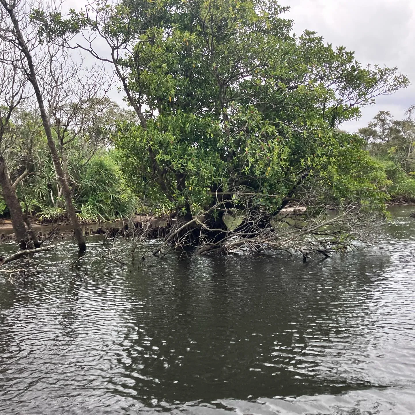 西表島の仲間川マングローブクルーズ🛳️