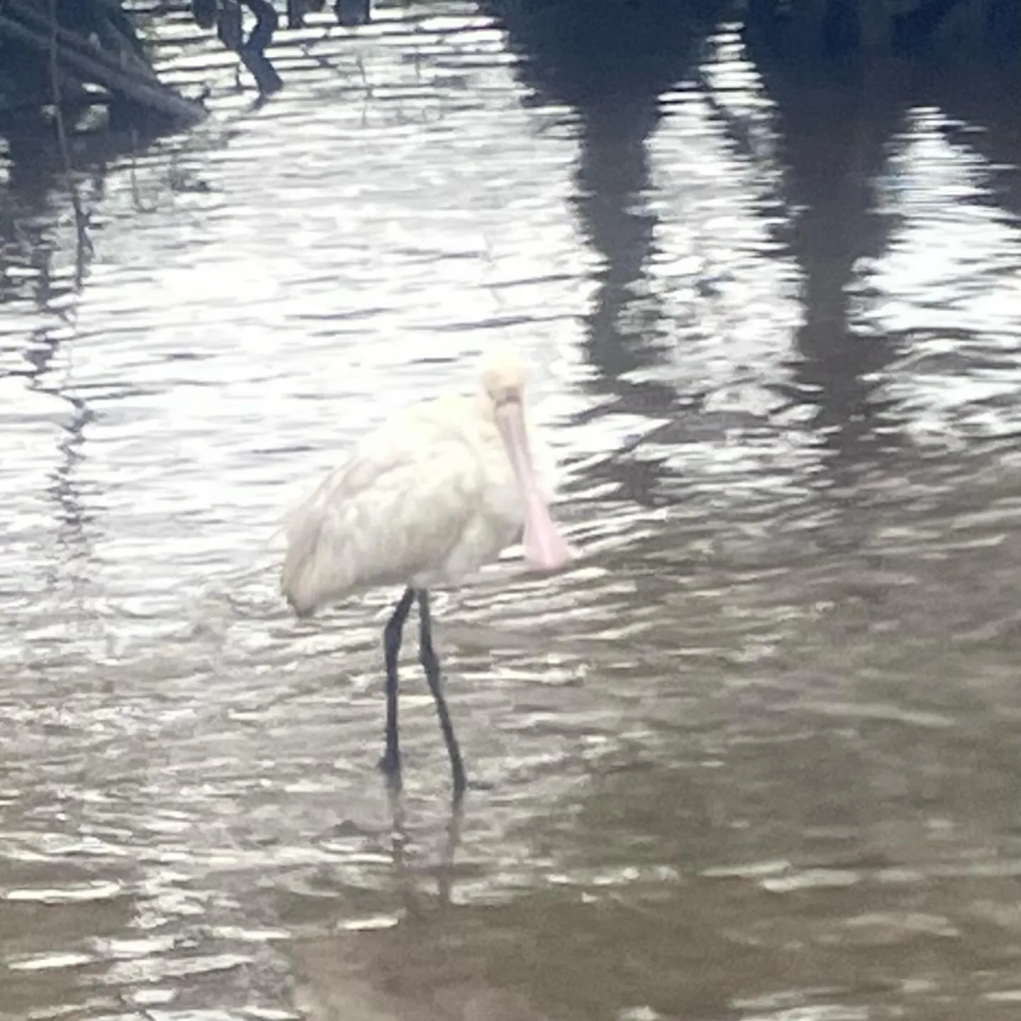 西表島の仲間川マングローブクルーズ🛳️