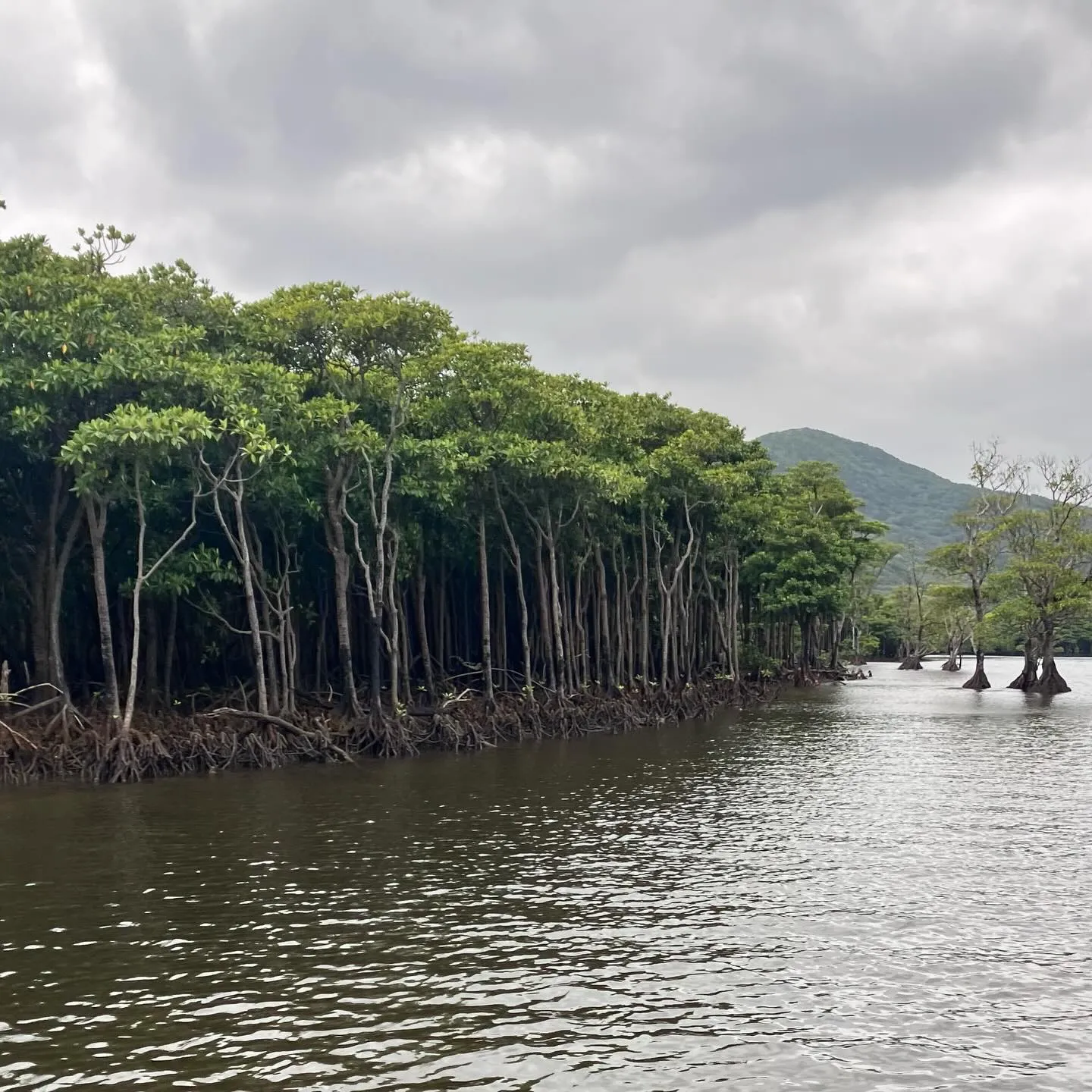 西表島の仲間川マングローブクルーズ🛳️