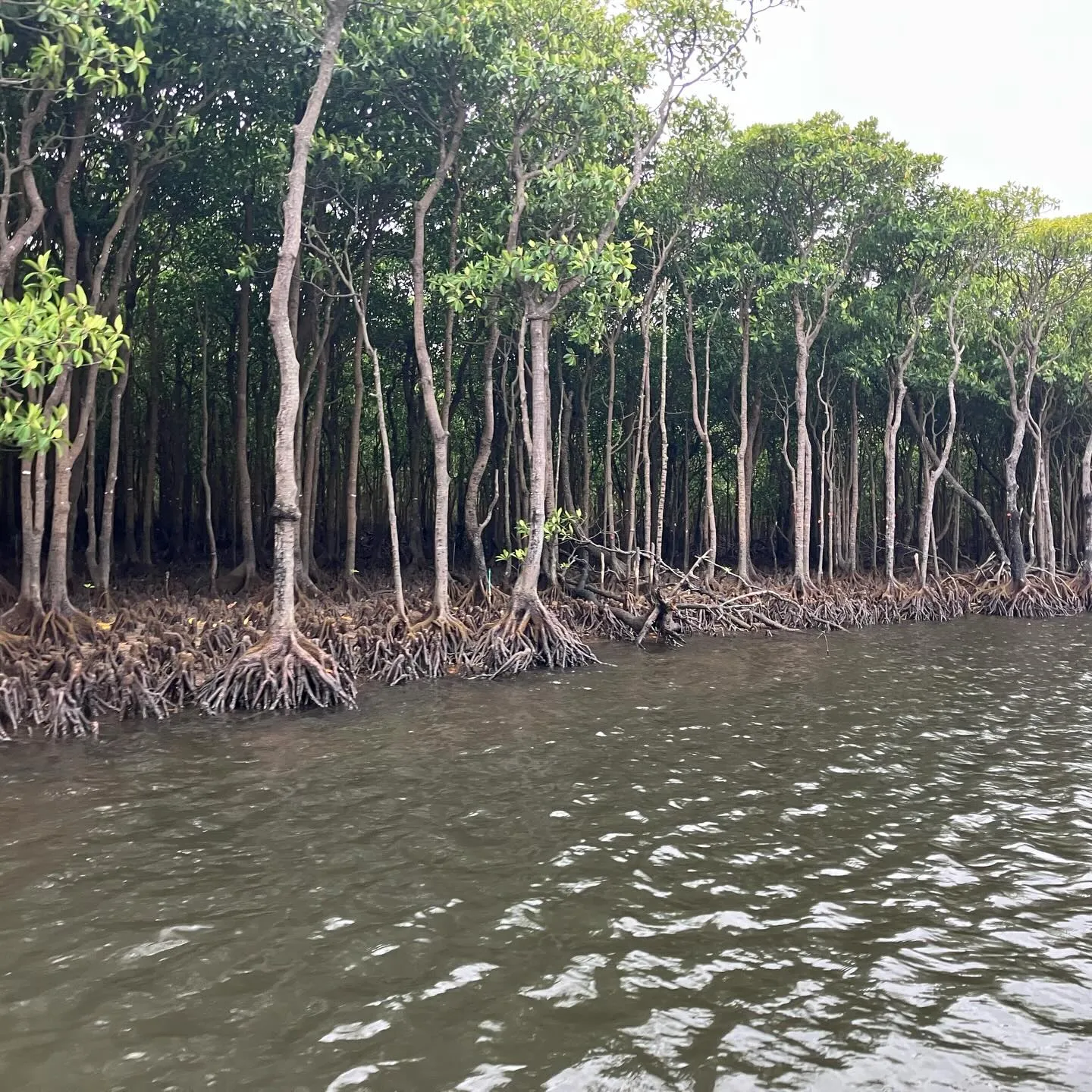 西表島の仲間川マングローブクルーズ🛳️