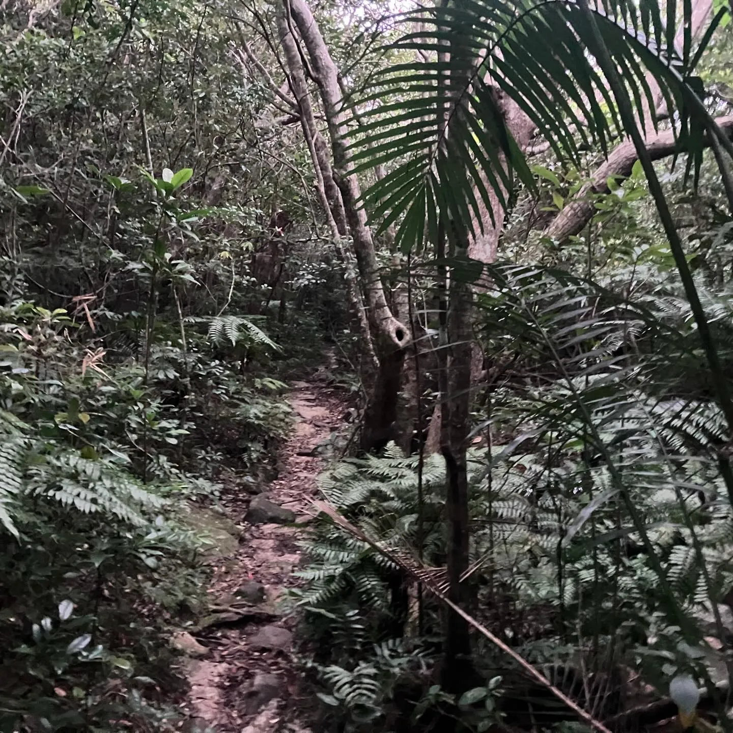 沖縄県の最高峰 石垣島の於茂登岳(おもとだけ)⛰️‼️