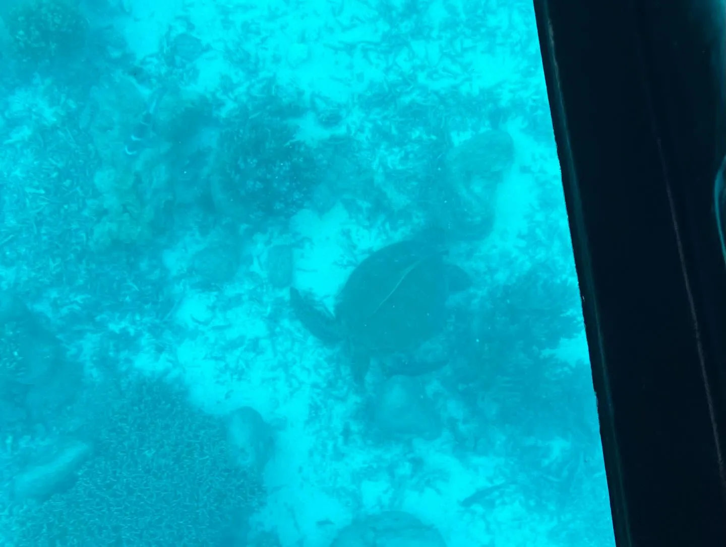 石垣島で最も美しい川平湾のグラスボート🛳️