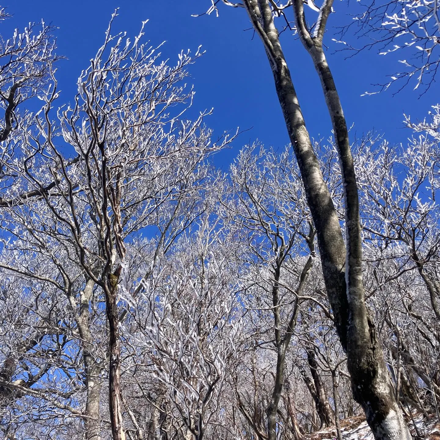日本三大修験 英彦山の霧氷に囲まれて❄️🤩