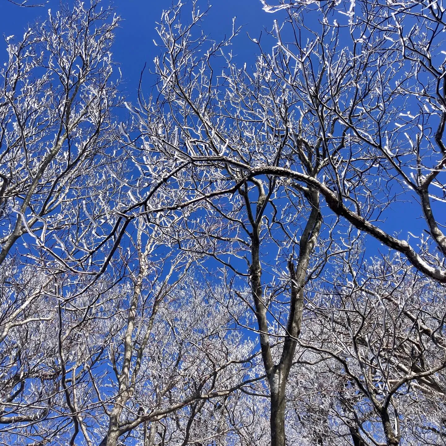 日本三大修験 英彦山の霧氷に囲まれて❄️🤩