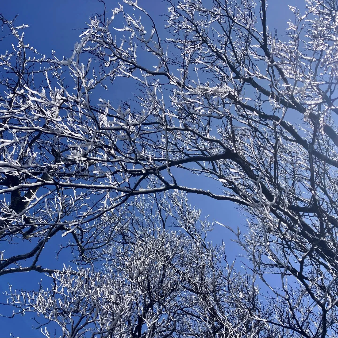 日本三大修験 英彦山の霧氷に囲まれて❄️🤩