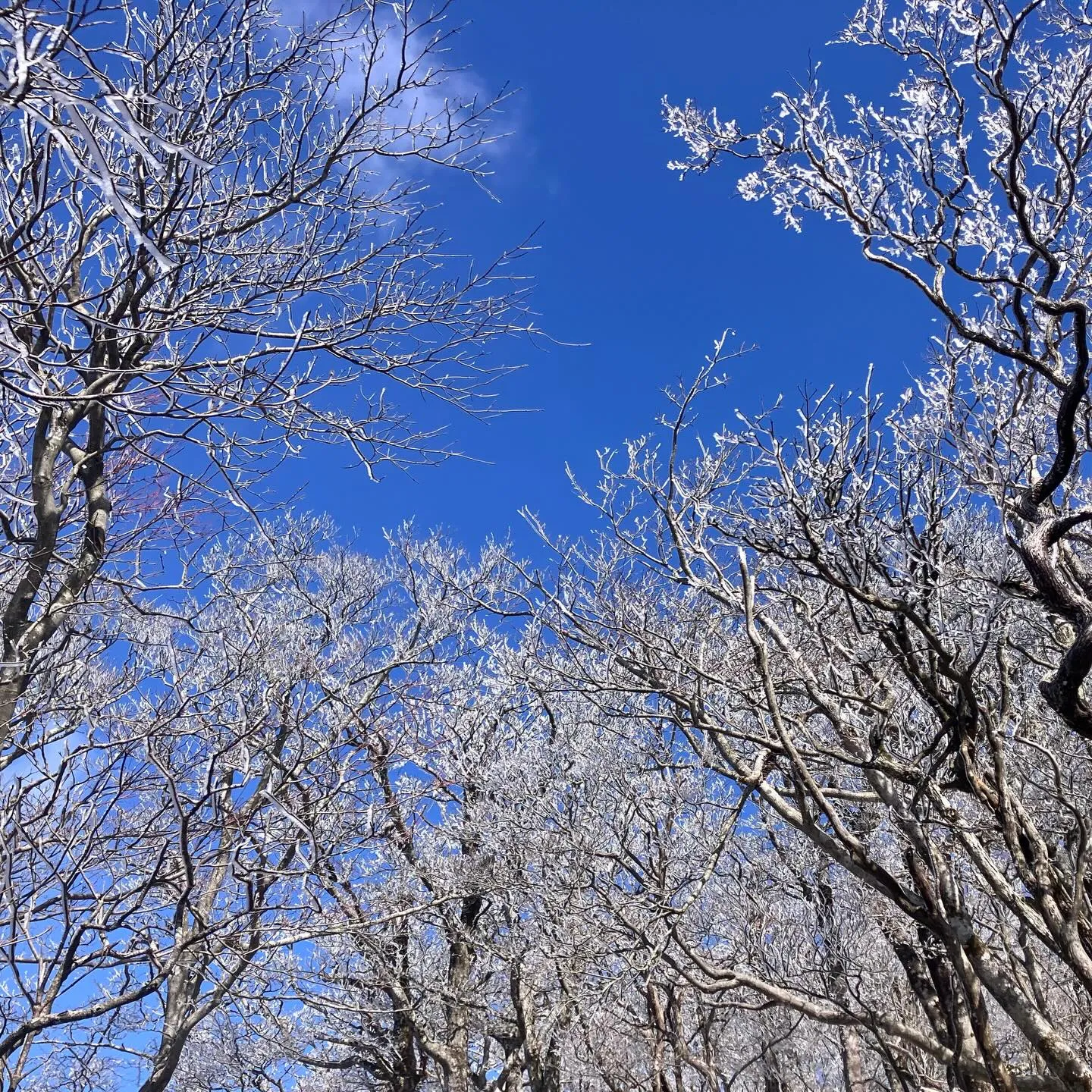 日本三大修験 英彦山の霧氷に囲まれて❄️🤩