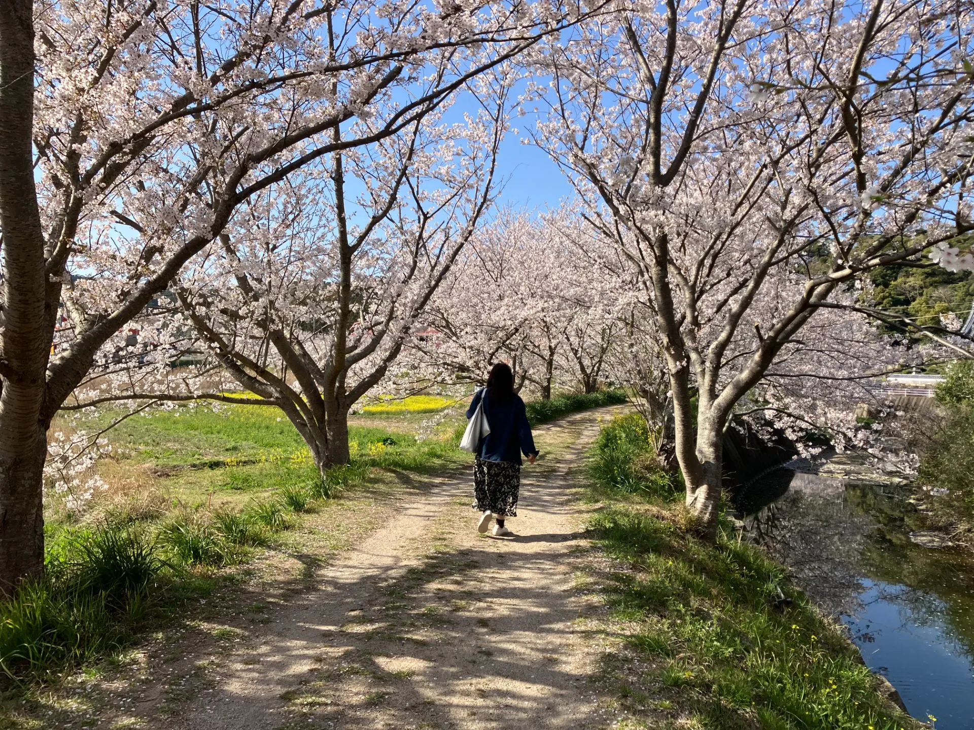 桜アイランド対馬