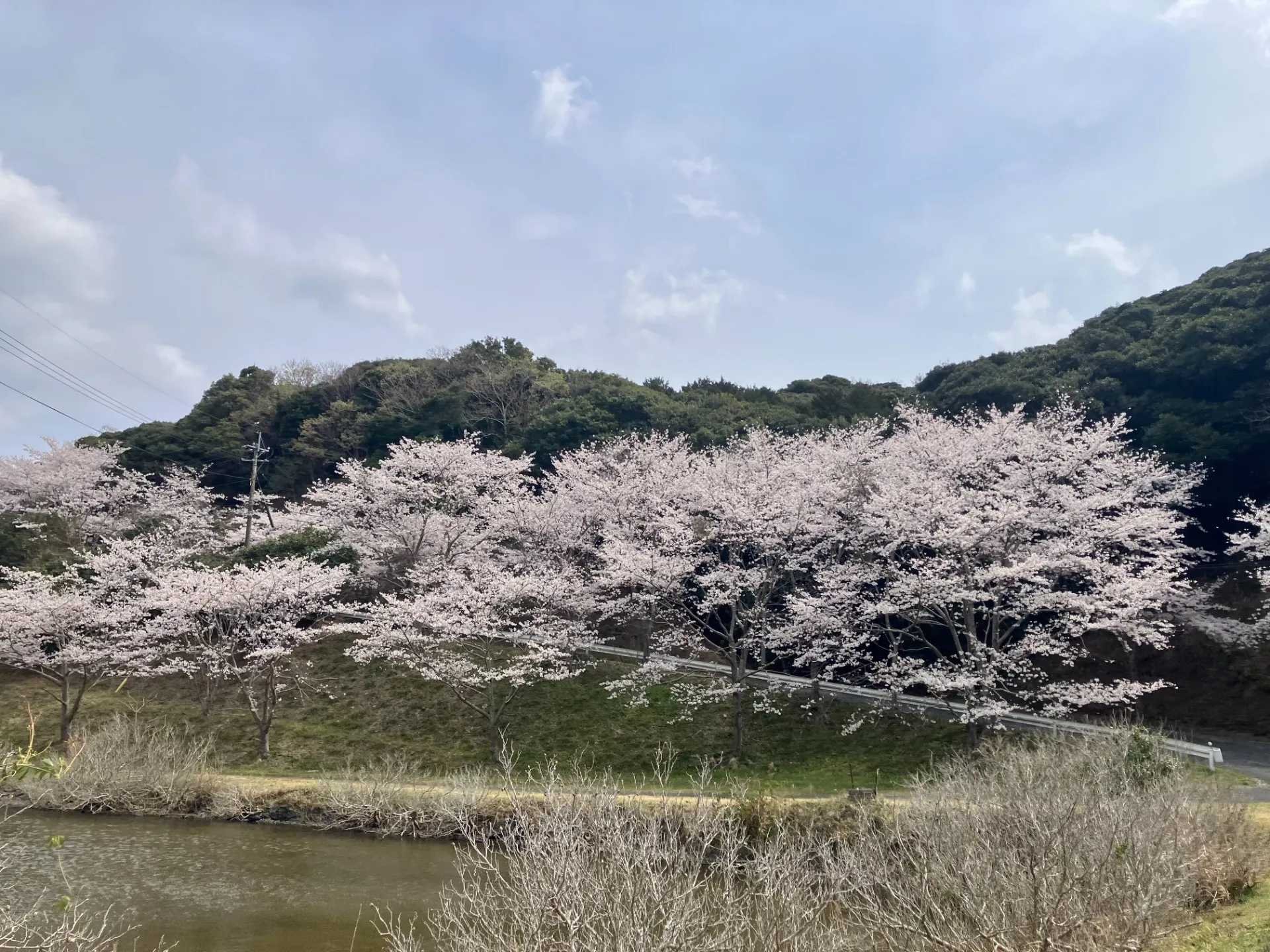 桜アイランド対馬