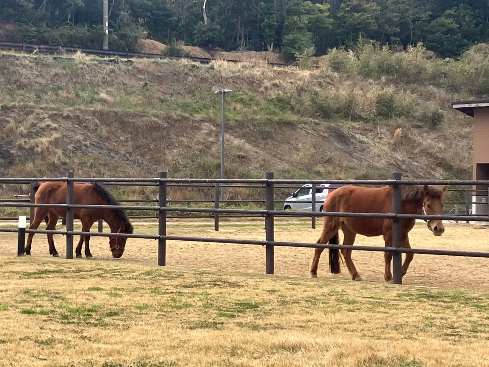 あそうベイパークの対州馬
