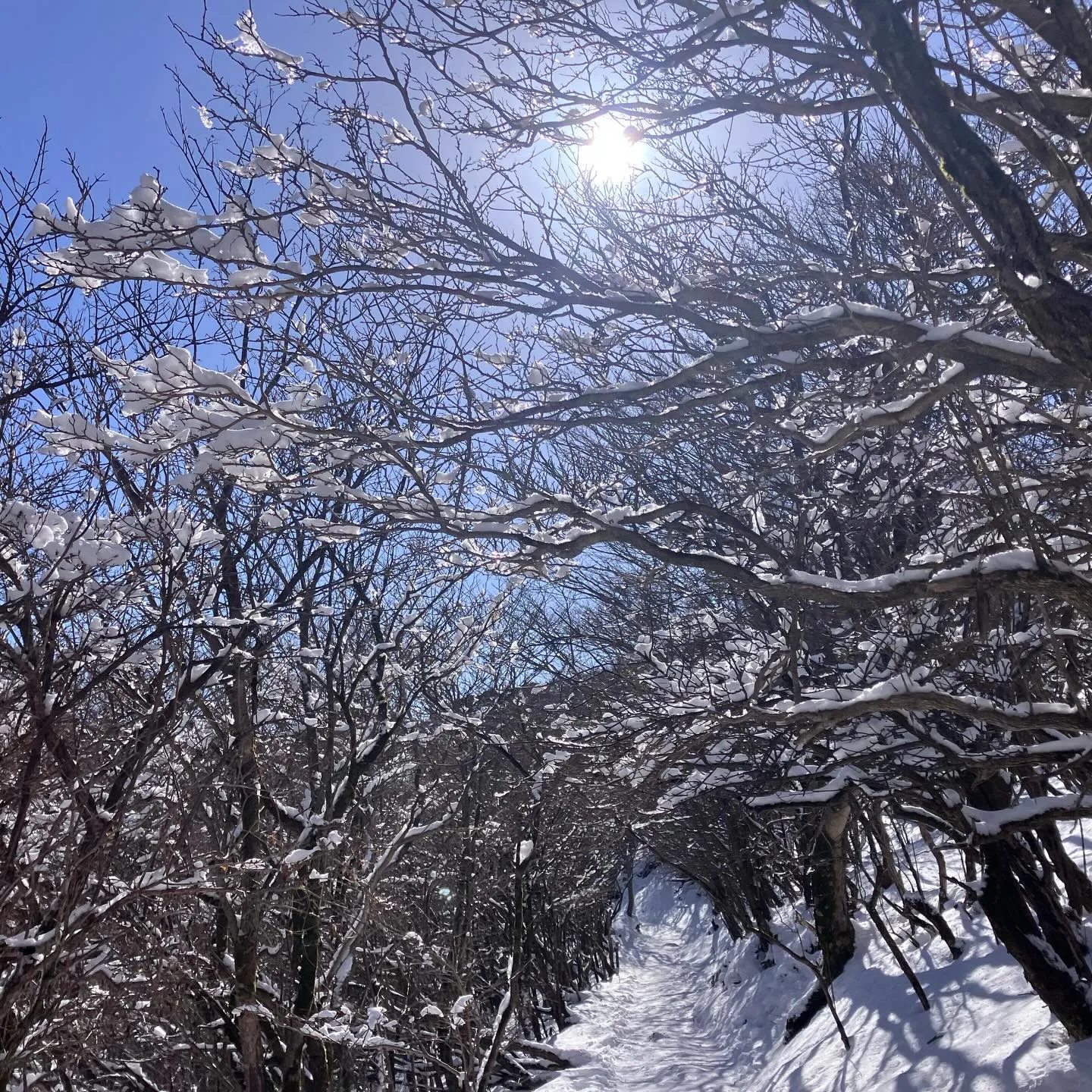 2週間前のくじゅう牧ノ戸峠から中岳・久住山への登山道❄️