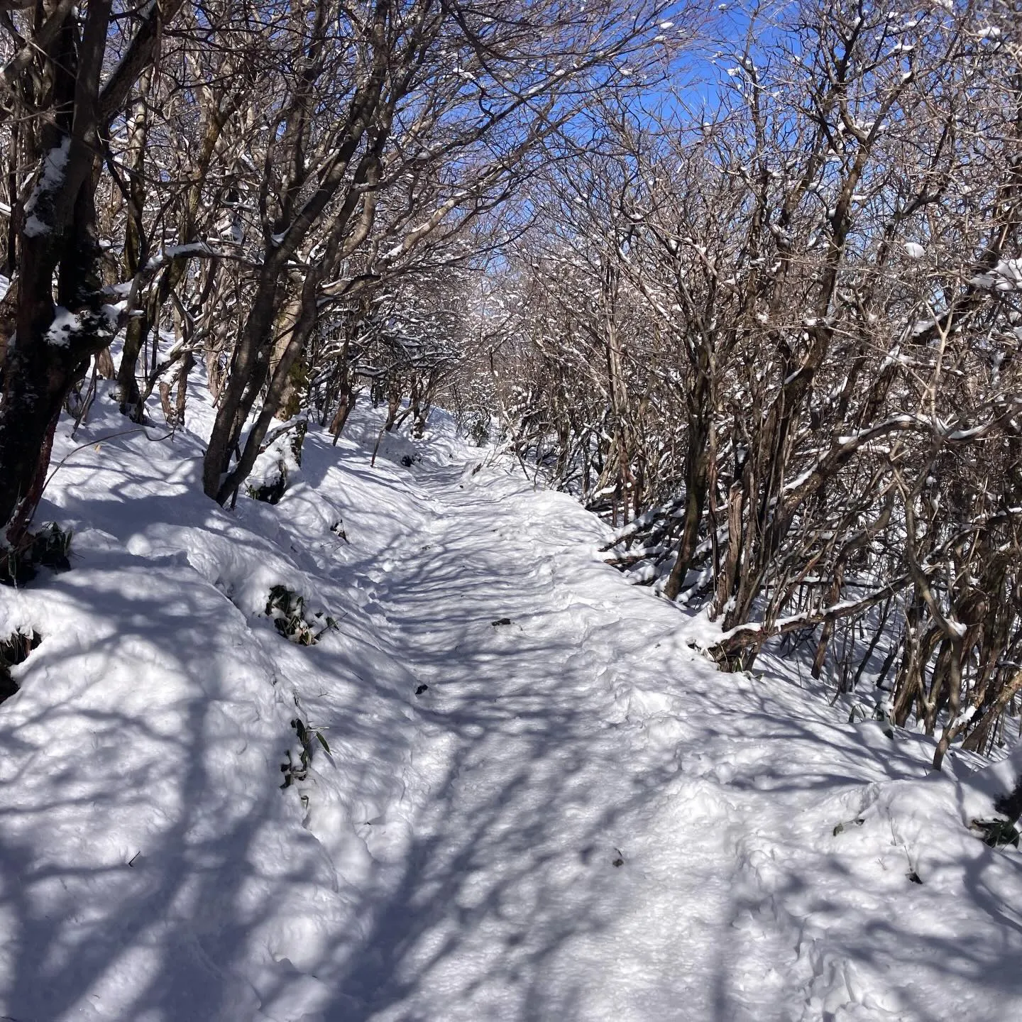 2週間前のくじゅう牧ノ戸峠から中岳・久住山への登山道❄️