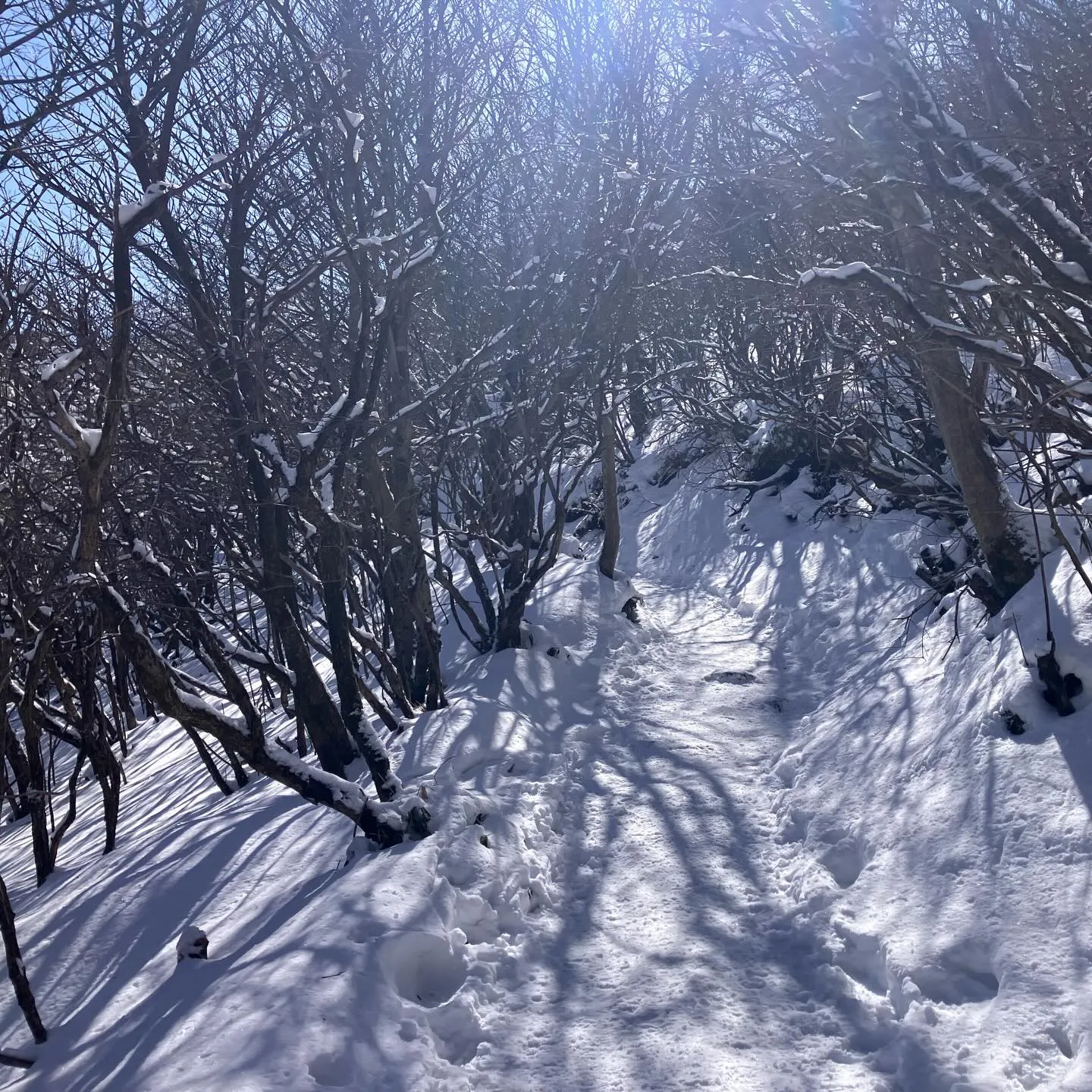 2週間前のくじゅう牧ノ戸峠から中岳・久住山への登山道❄️