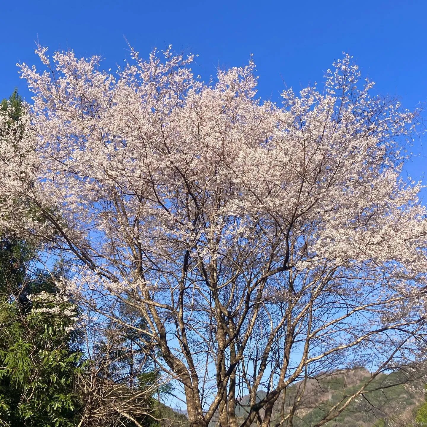 九州の秘境に、春が訪れました🌸 