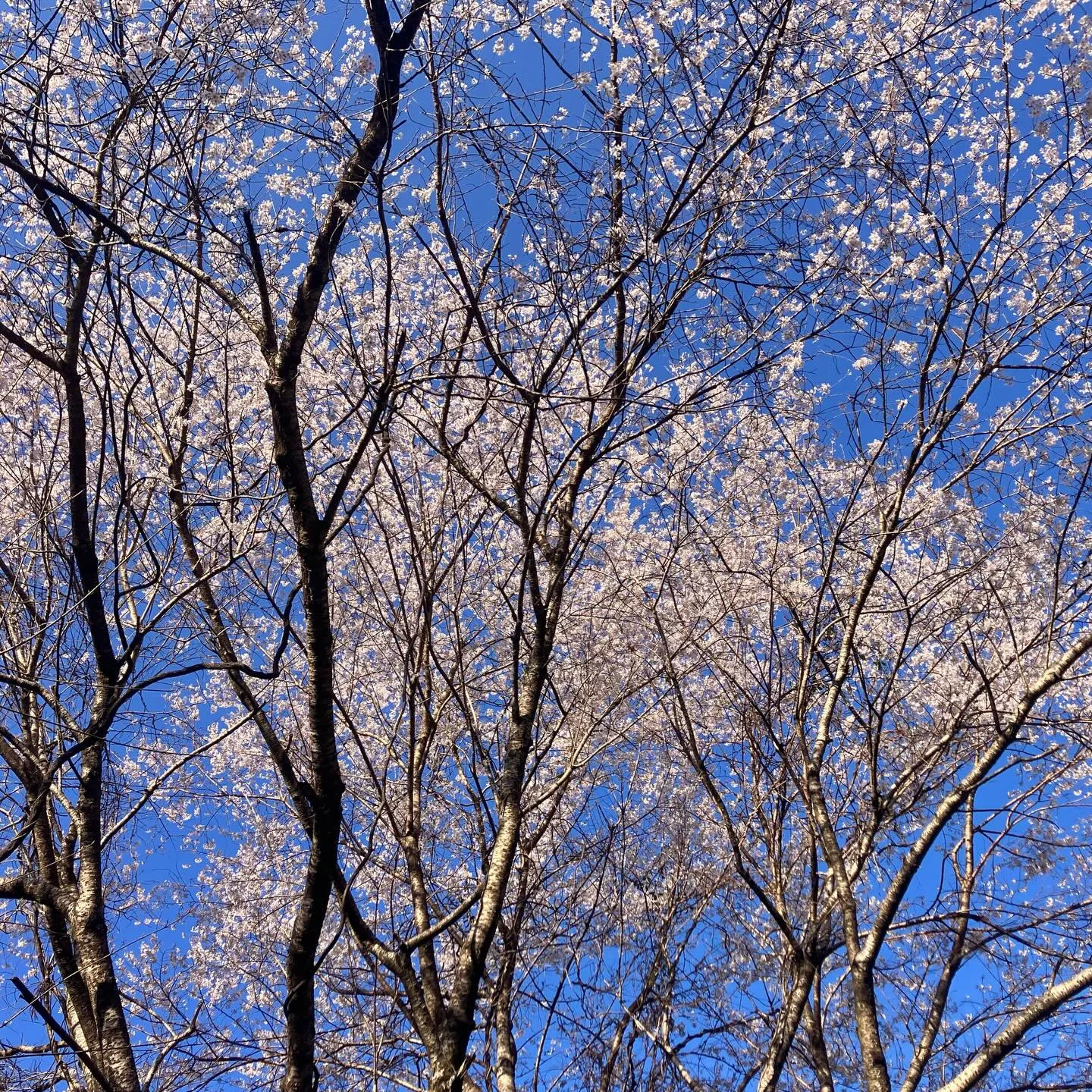 九州の秘境に、春が訪れました🌸 