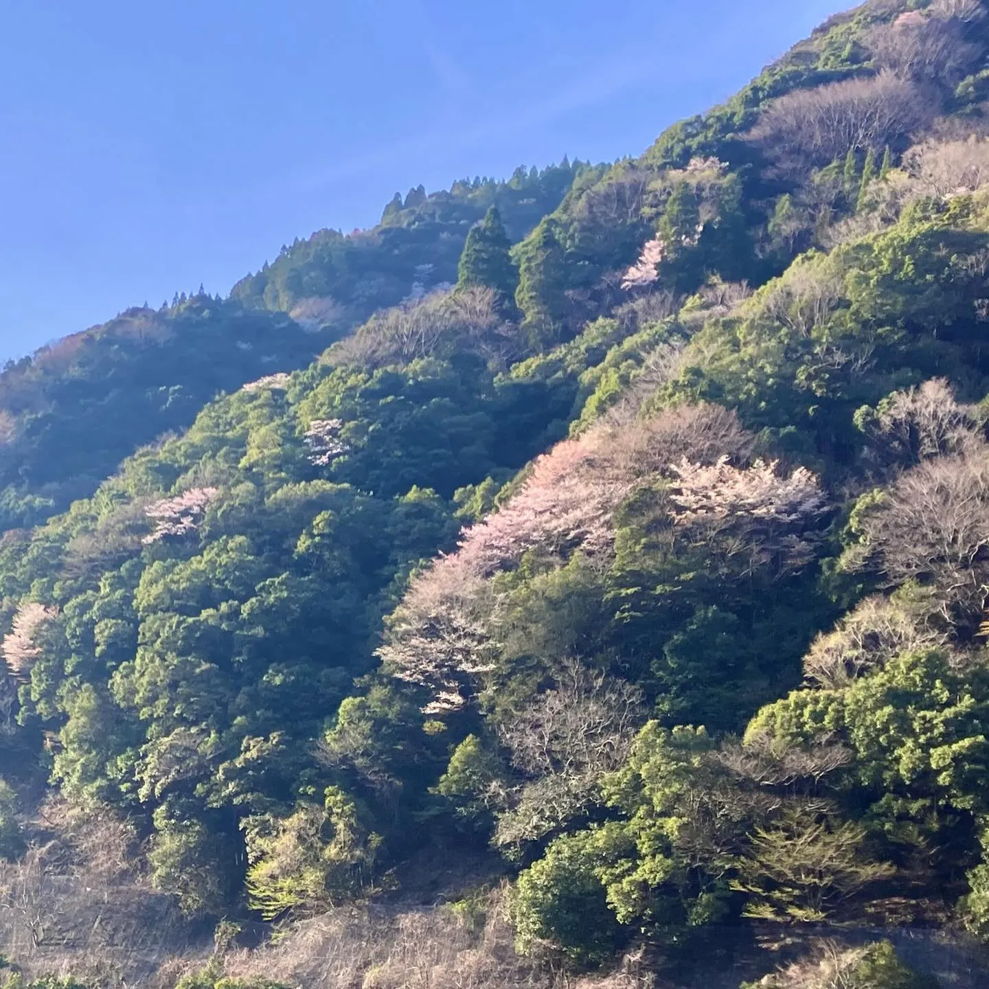 九州の秘境に、春が訪れました🌸 