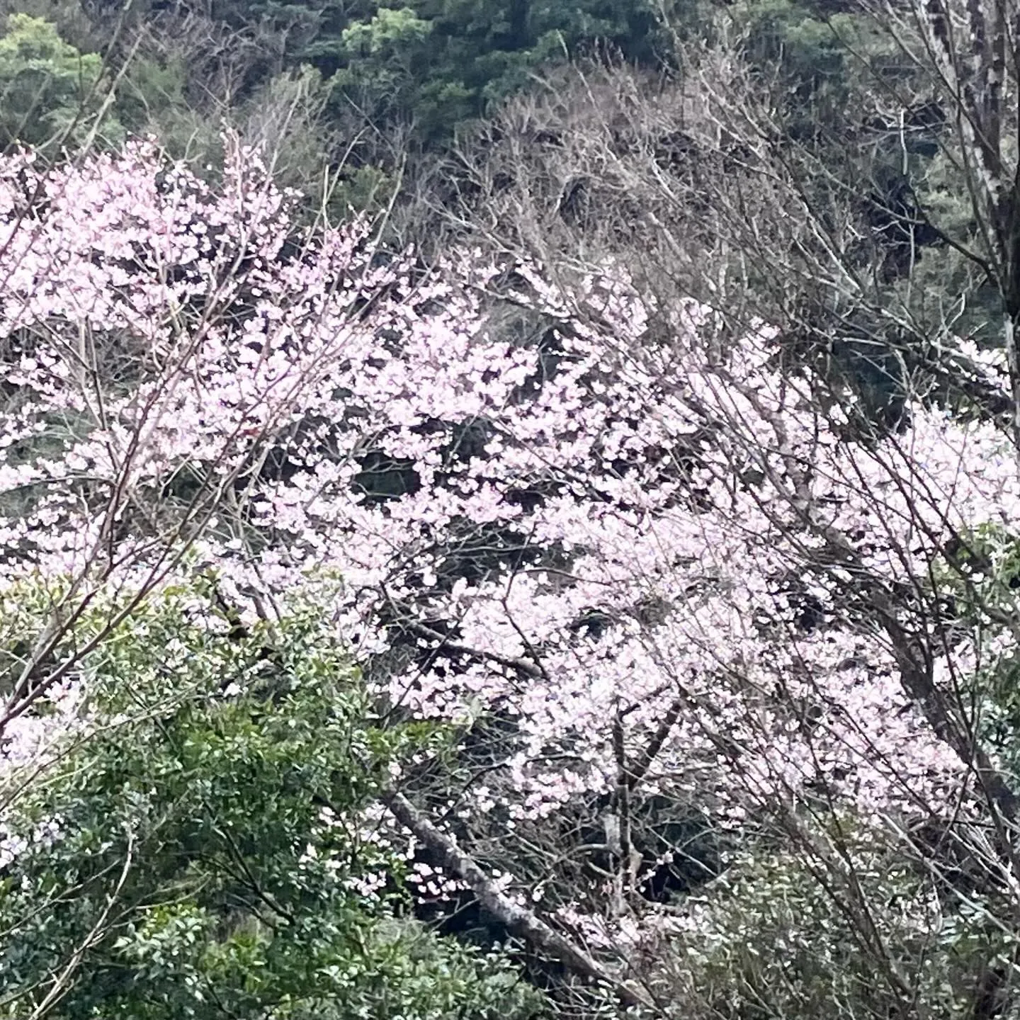 九州の秘境に、春が訪れました🌸 