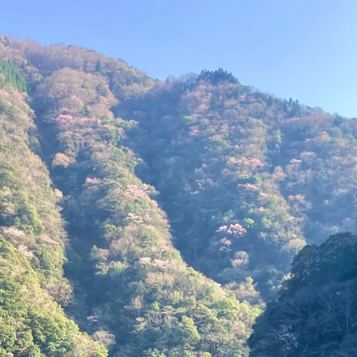 九州の秘境に、春が訪れました🌸 