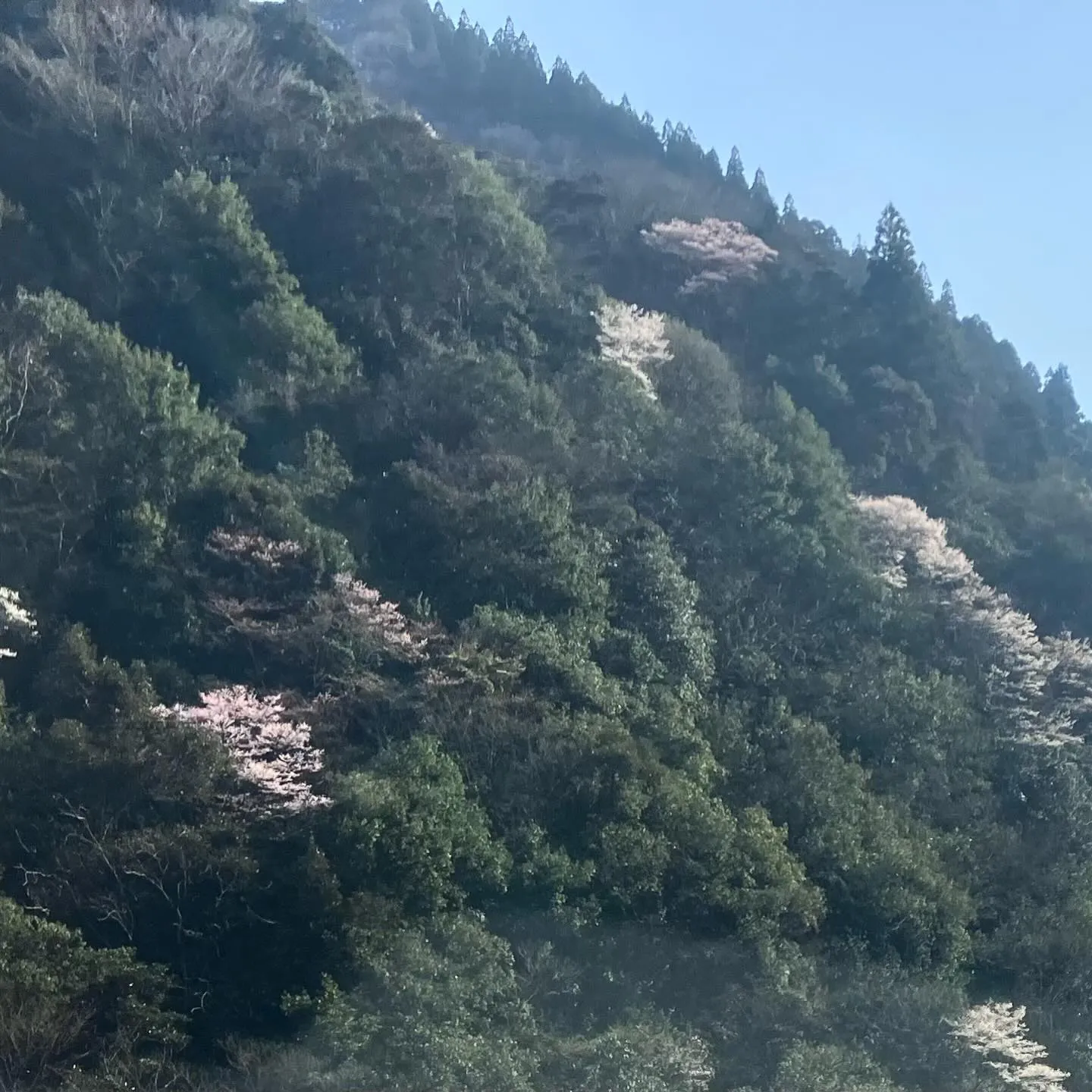 九州の秘境に、春が訪れました🌸 