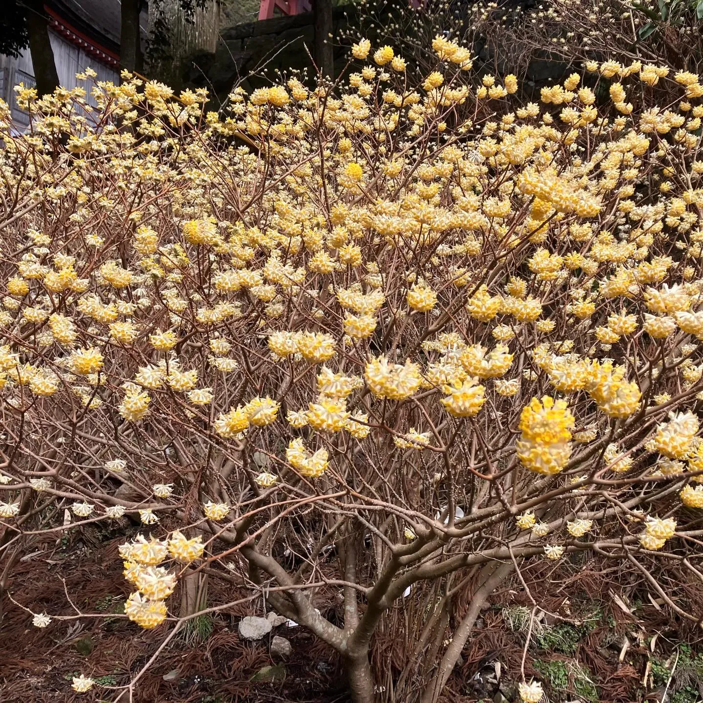 春の訪れを感じるる英彦山🌸